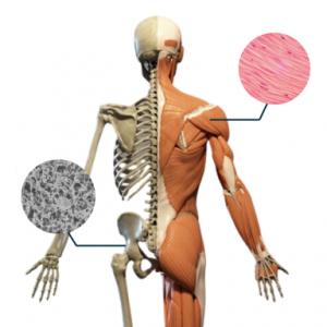 Maintien de la masse musculaire et osseuse