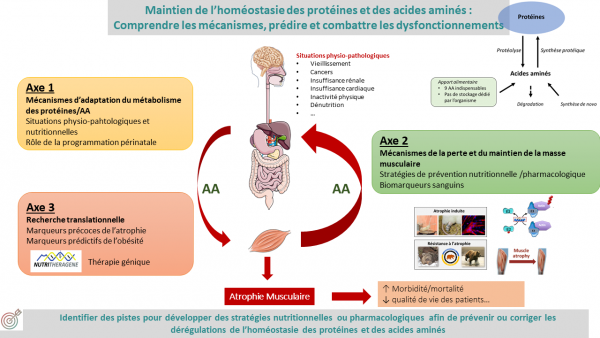 Proteostasis_Schema